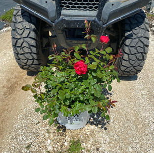 Rosa x Oso Easy Double Red®