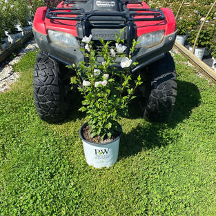 HIbiscus s. White Pillar®