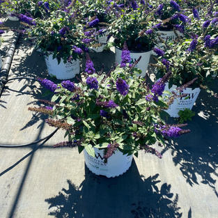 Buddleja d. Pugster Blue®