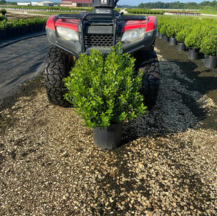Ilex g. 'Densa'