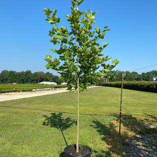 Platanus x a. London Planetree