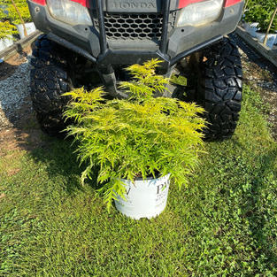 Sambucus r. Lemony Lace®