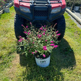 Buddleja x 'Miss Ruby'