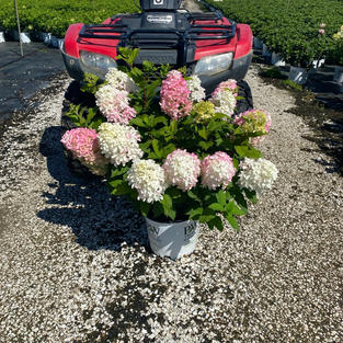 Hydrangea p. Quick Fire Fab®