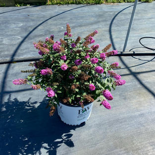 Buddleja d. Pugster Pinker™