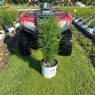 Rhamnus f. Fine Line® Improved