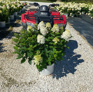 Hydrangea p. Quick Fire Fab®