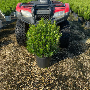 Ilex g. 'Shamrock'