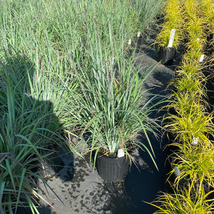 Schizachyrium scoparium 'Standing Ovation'
