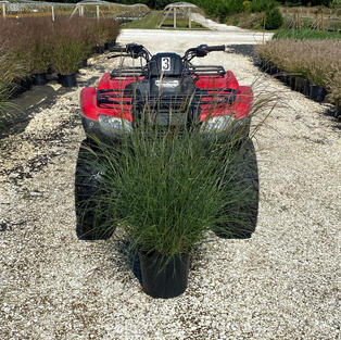 Miscanthus s. 'Little Kitten'