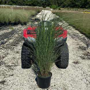 Miscanthus s. 'Gracillimus'