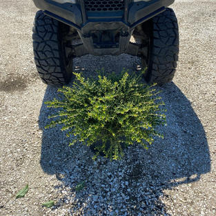 Ilex c. 'Helleri'