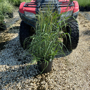 Panicum v. 'Heavy Metal'