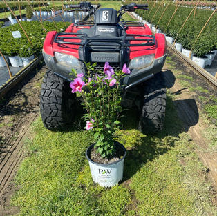 Hibiscus s. Purple Pillar®