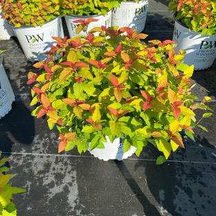 Spiraea j. Double Play® Candy Corn®