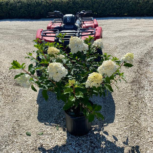 Hydrangea p. Vanilla Strawberry™