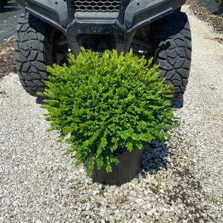 Buxus x 'Green Velvet'
