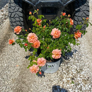 Rosa x At Last®