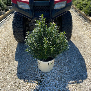 Ilex g. Gem Box®