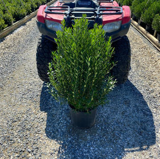 Ilex g. 'Shamrock'