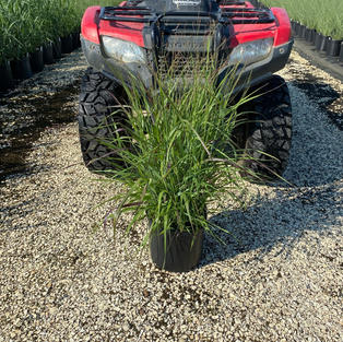 Panicum v. 'Shenandoah'