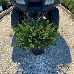 Ilex c. 'Bennett's Compacta'