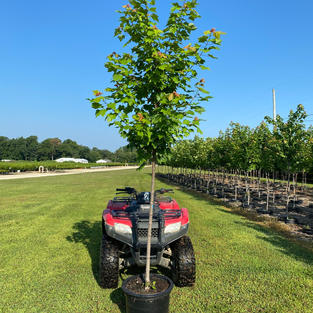 Acer rubrum 'October Glory'