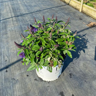 Buddleia x Pugster Blue®