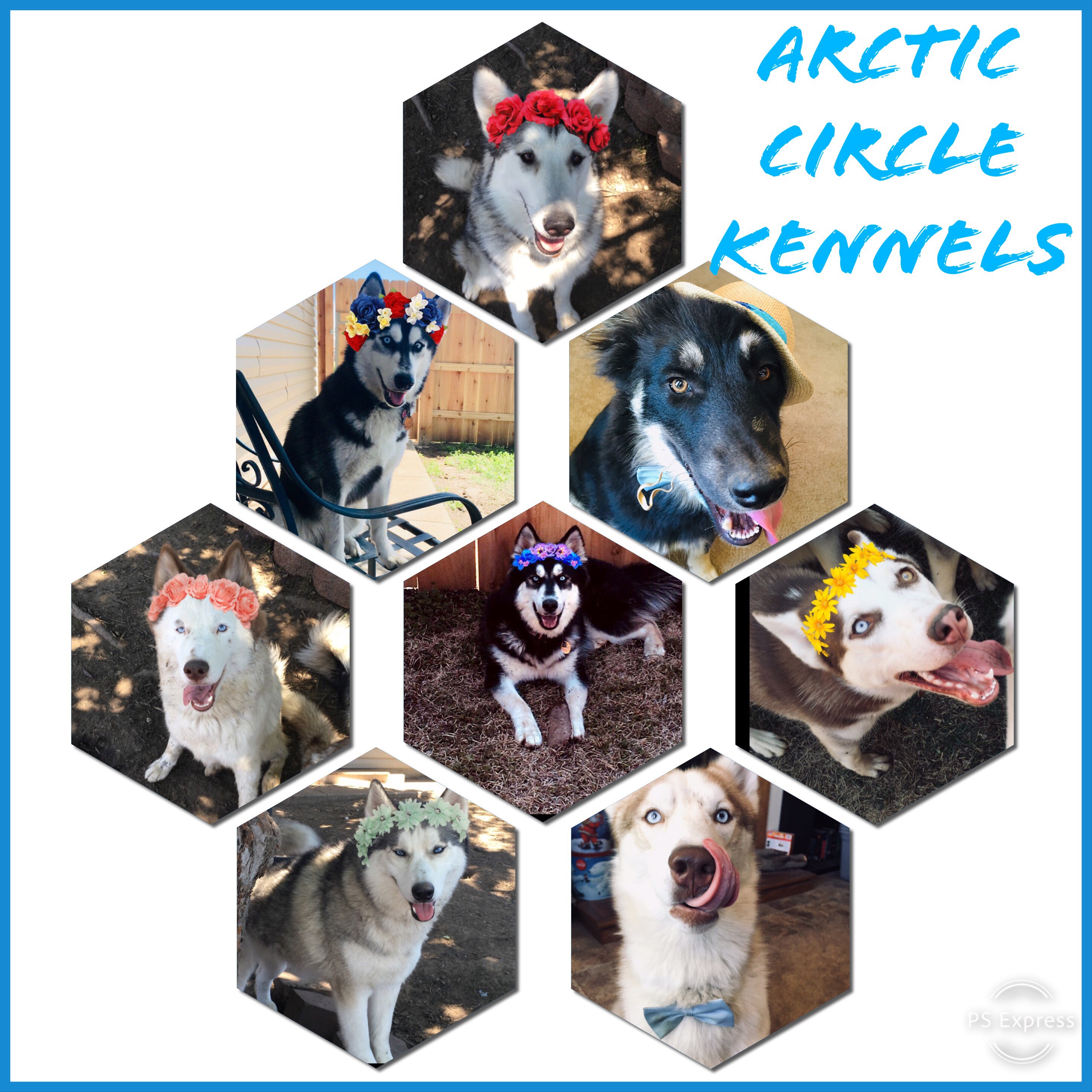 Writer: Arctic Circle Kennles 
