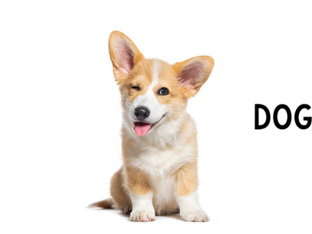 What are Base Words? A FREE Morphology Lesson