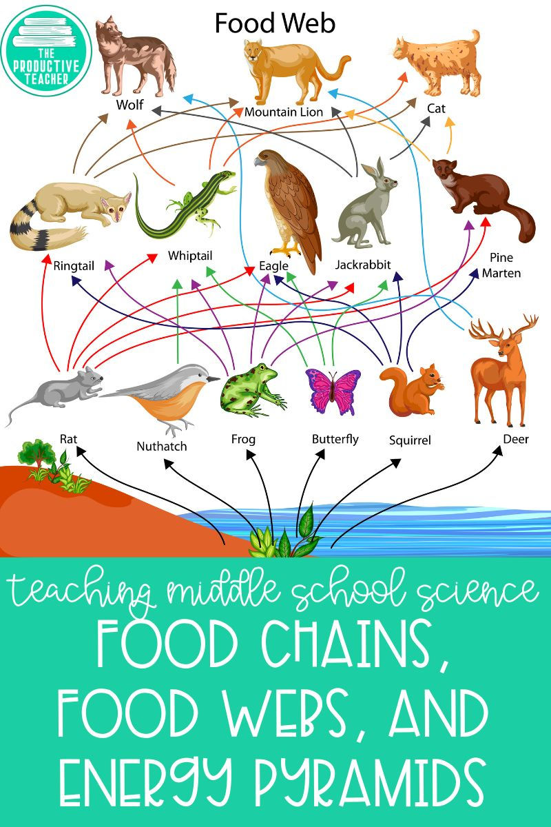 food chains, food webs, and energy pyramids for middle school science