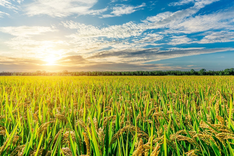 rice field