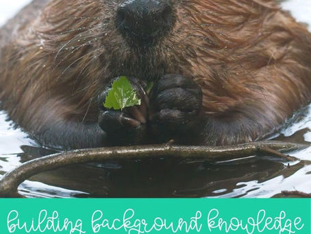 Free North American Beaver Activities for Elementary Students: Teach Adaptations, Habitats, Niches, and Ecosystems