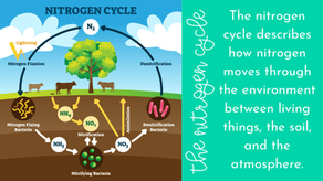 How to Remember the Steps of the Nitrogen Cycle