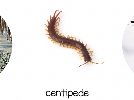 Decoding the Long E VCE Syllable