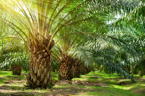 The Palm Oil Trade in West Africa for AP World History