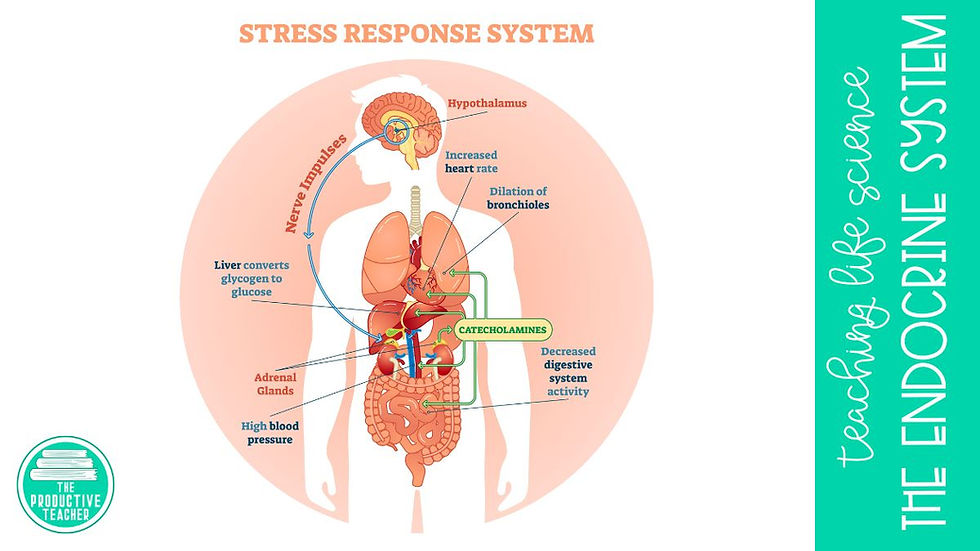 stress response system and the endocrine system