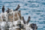 birds and guano on a rock