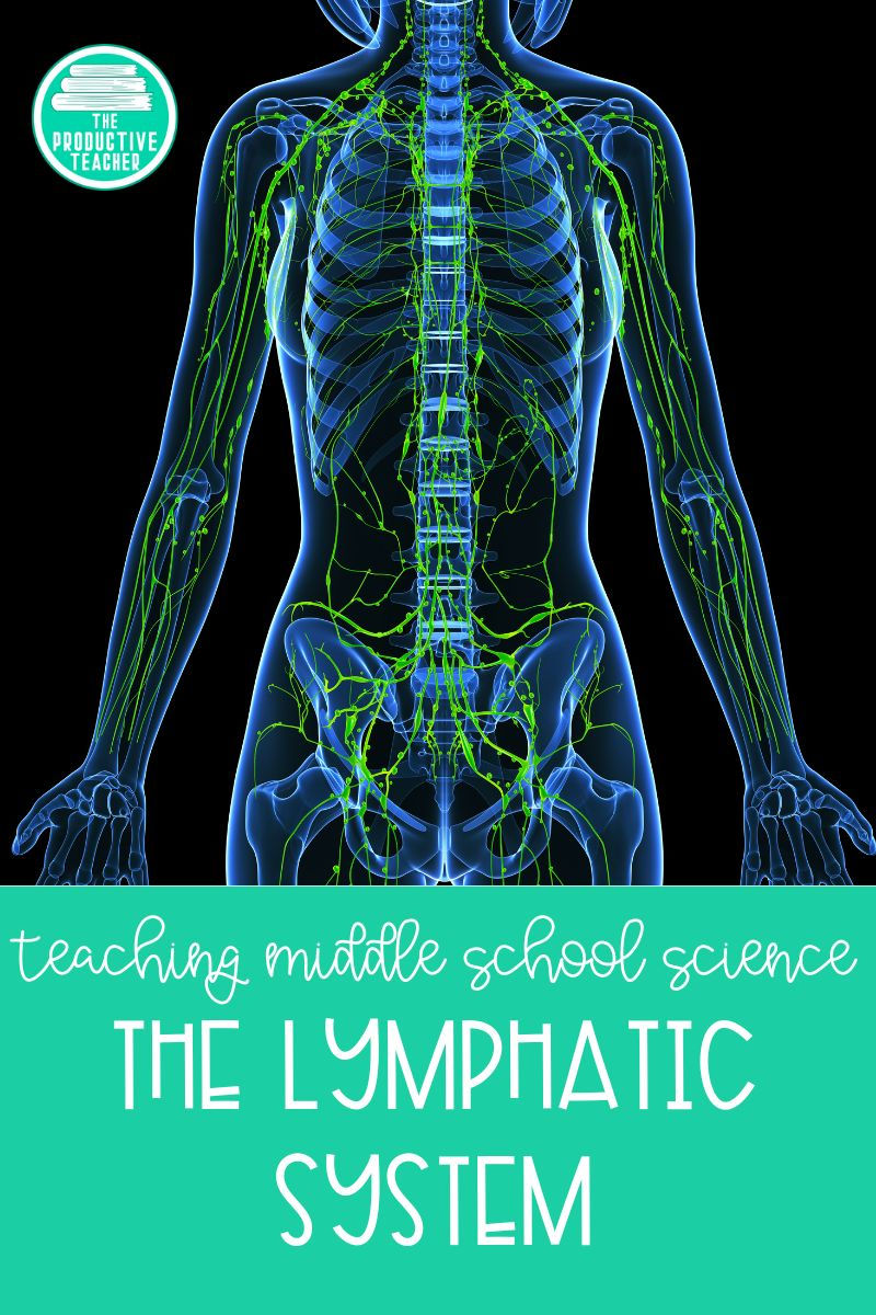 the lymphatic system for middle school science
