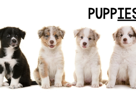 How to Make Plural Nouns: A FREE Morphology Lesson