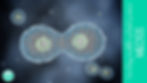 cytokinesis