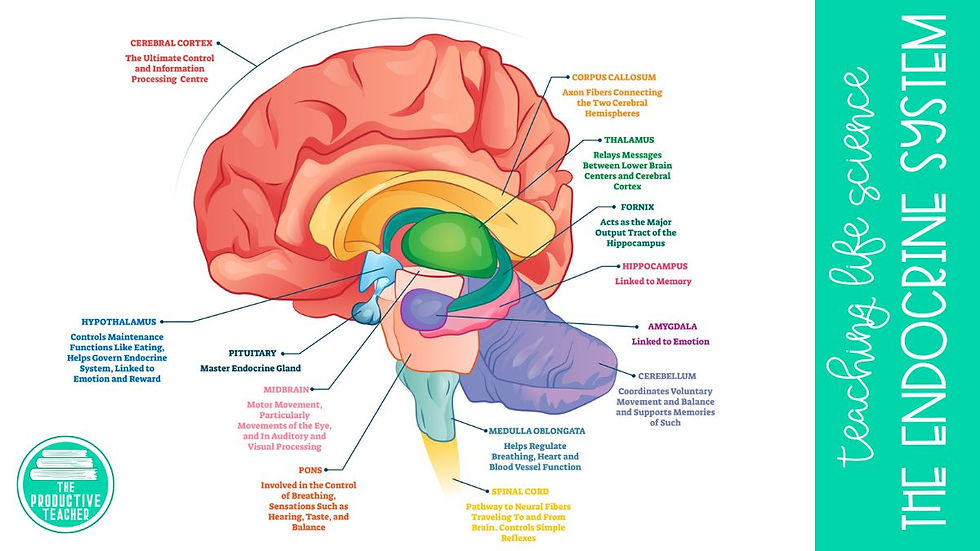 hypothalamus and the endocrine system