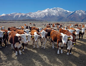 The Meat Industry in Argentina and Uruguay for AP World History