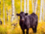 Cattle in the New World passage