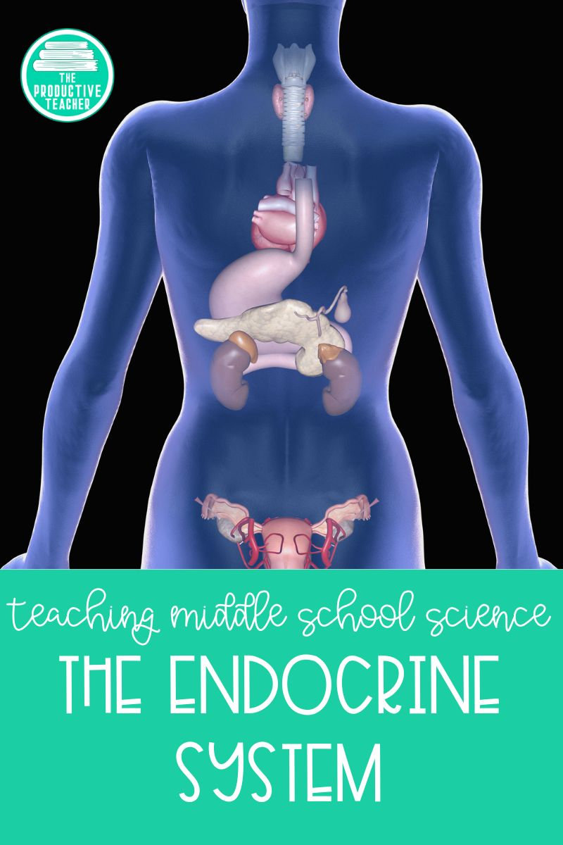 ENDOCRINE SYSTEM PPT MIDDLE SCHOOL visual data 2