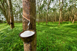 Rubber Production in the Amazon and Congo Basin