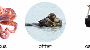 Decoding the Letter O