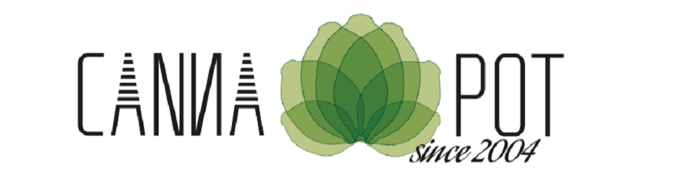 Important Tips for Buying & Growing Cheap Automatic Cannabis Seeds