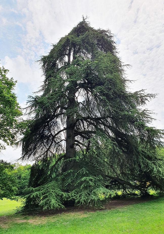 Baum.jpg