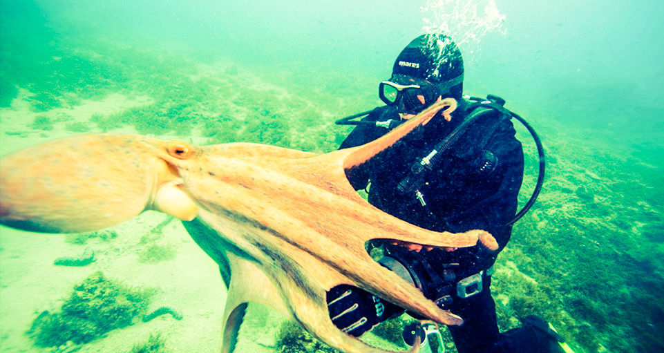 Diving - Mljet